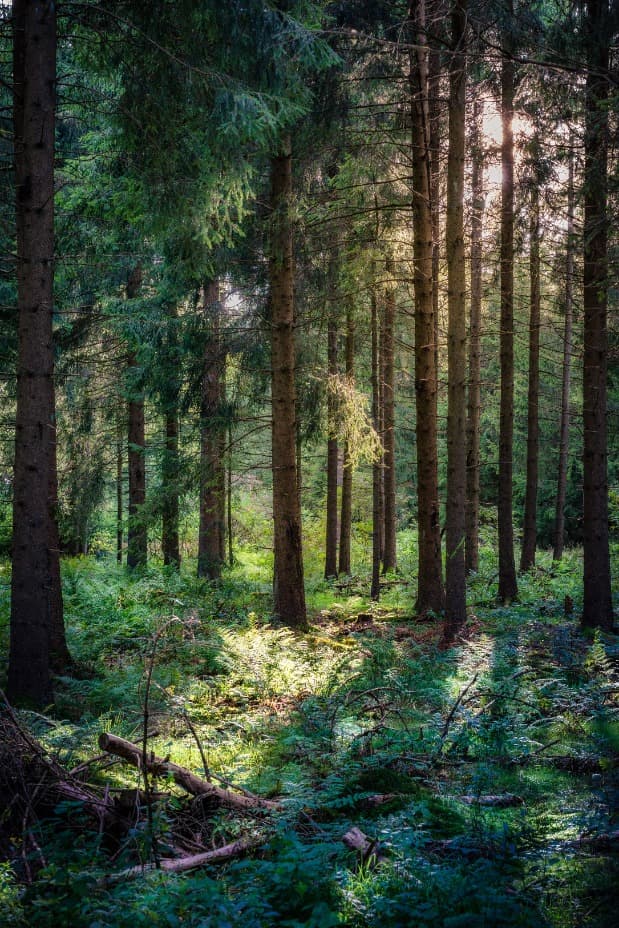 Wood Nature